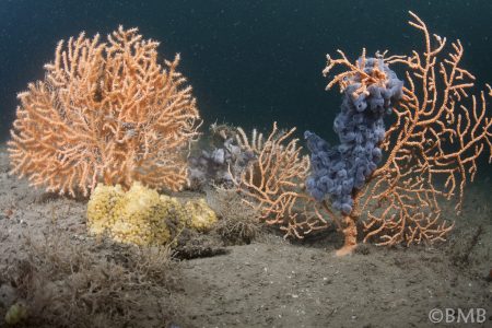 Here in the UK, the pink sea fan is protected under the Wildlife and Countryside Act. MPAs can be established where they are present in high numbers.