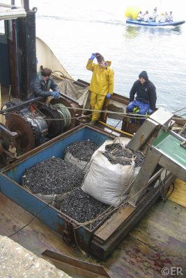 Nicola L dredging seed mussel